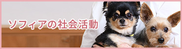 ソフィアの社会活動